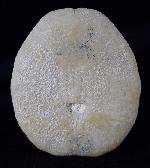 Eupatagus (Oymnopatagus) antillarum (COTTEAU 1875) - Bild &copy; FossNet FossilienStore